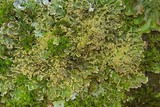 Physconia fallax image