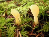 Spathularia flavida image