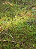 Spathularia flavida image