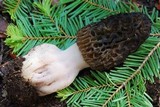 Morchella snyderi image
