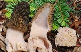 Morchella snyderi image