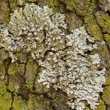 Physconia americana image