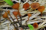 Sclerotinia sulcata image