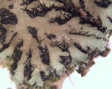 Phaeophyscia rubropulchra image