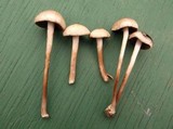 Panaeolus subbalteatus image