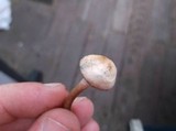 Panaeolus subbalteatus image