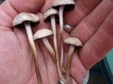 Panaeolus subbalteatus image
