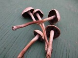 Panaeolus subbalteatus image