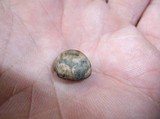 Panaeolus subbalteatus image