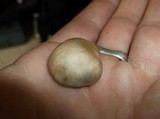 Panaeolus subbalteatus image