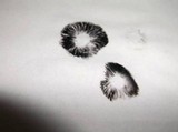 Panaeolus subbalteatus image