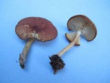 Tricholomopsis rutilans image