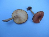 Tricholomopsis rutilans image