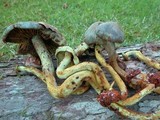 Gymnopilus punctifolius image