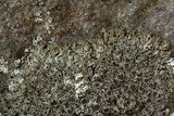 Phaeophyscia decolor image