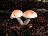 Hygrophorus pudorinus image