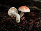 Hygrophorus pudorinus image