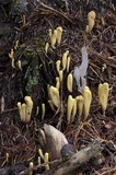 Clavariadelphus sachalinensis image
