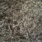 Phaeophyscia decolor image
