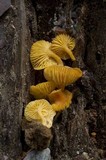 Chrysomphalina aurantiaca image