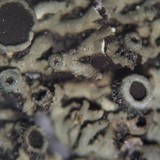Phaeophyscia decolor image