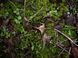 Clitocybe barbularum image