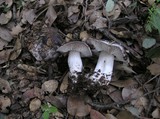 Tricholoma griseoviolaceum image
