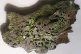 Amandinea punctata image
