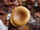 Clitocybe costata image