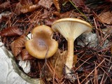Clitocybe costata image