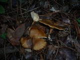 Clitocybe costata image