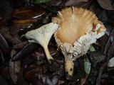 Clitocybe gibba image