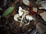 Clitocybe herbarum image