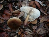 Rhodocollybia butyracea image