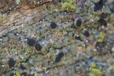 Amandinea punctata image