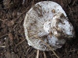 Tricholoma vernaticum image