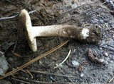 Tricholoma vernaticum image