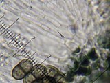 Amandinea punctata image