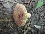 Boletus hortonii image