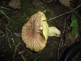 Boletus hortonii image