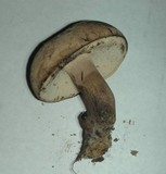 Tylopilus atronicotianus image