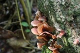 Dacryopinax elegans image