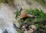 Dacryopinax elegans image