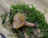 Dacryopinax elegans image