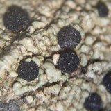 Diplotomma penichrum image
