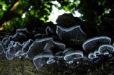 Resupinatus applicatus image