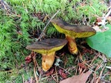 Phylloporus arenicola image