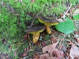 Phylloporus arenicola image