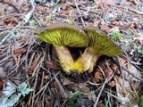 Phylloporus arenicola image