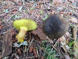 Phylloporus arenicola image